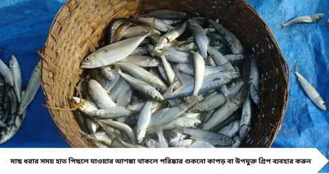 ছোট মাছ পরিষ্কার করতে ঘণ্টার পর ঘণ্টা নষ্ট? ভিনিগার, চামচ আর চালের কুলোতেই হবে মুশকিল আসান! কাচকি-পুঁটির আঁশ ও ময়লা ছাড়ানোর সহজ কৌশল
