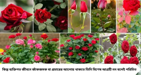 Rose Plant Care: শীতে গোলাপ গাছে ফুলের বাহার চান? গোড়ায় দিন অ্যালোভেরার রস, সঙ্গে মেনে চলুন এই ৭টি পরিচর্যার নিয়ম

