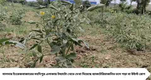 Tomato Farming Tips: দিনের বেলাতেই নুয়ে পড়ছে টম্যাটো গাছ? মারণ ব্যাকটেরিয়ার হাত থেকে ফসল বাঁচাতে কৃষি বিজ্ঞানীদের এই পরামর্শ মেনে চলুন
