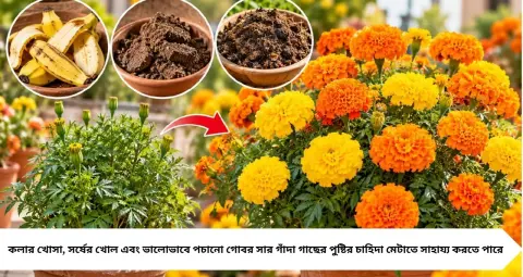 Marigold Gardening Tips: শীতের গাঁদা ফুলে ভরে উঠুক ছাদ-বাগান! টবের মাটিতে মেশান এই ৩ উপাদানের মধ্যে যে কোনও একটি, মানুন সঠিক নিয়ম