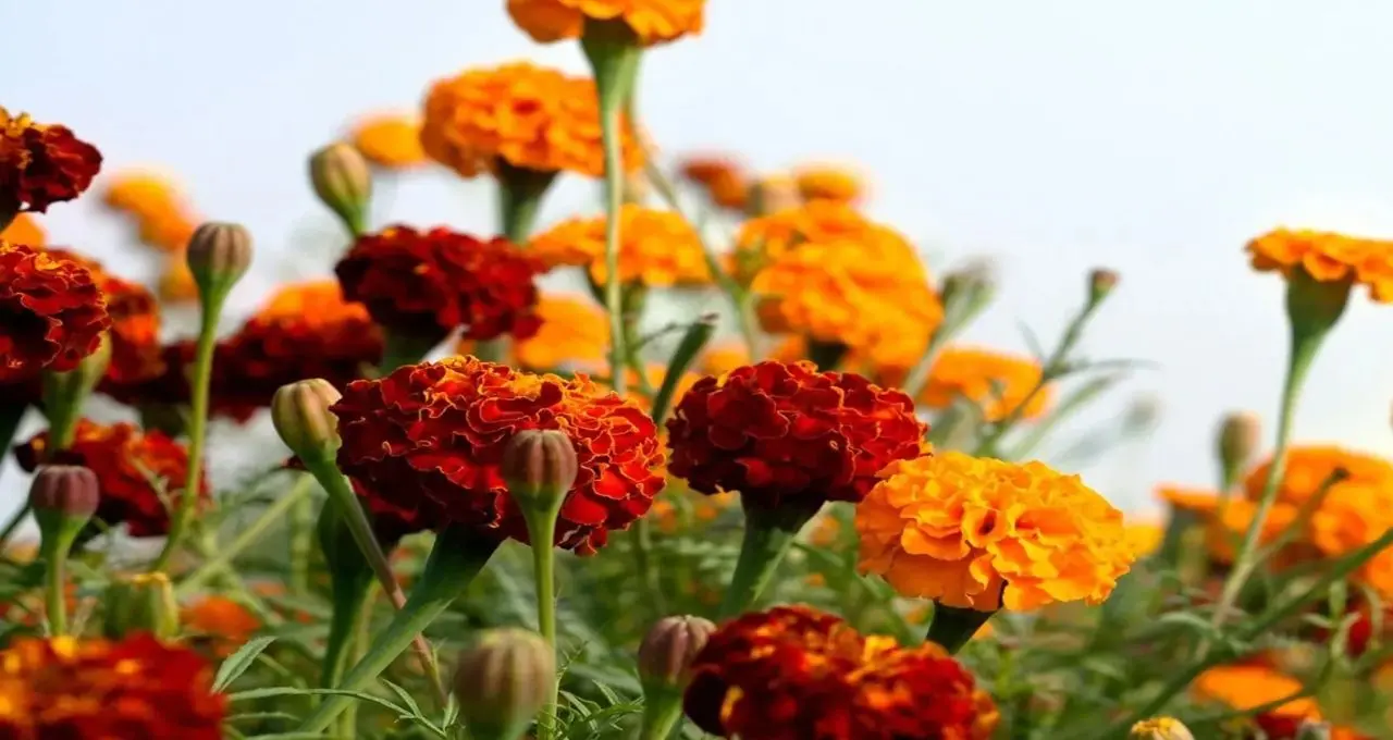 Marigold Farming: শীতের অপেক্ষা আর নয়! বিশেষ প্রজাতির গাঁদা চাষে সারা বছর ফুল, উত্তর ২৪ পরগনার চাষিদের মুখে হাসি
