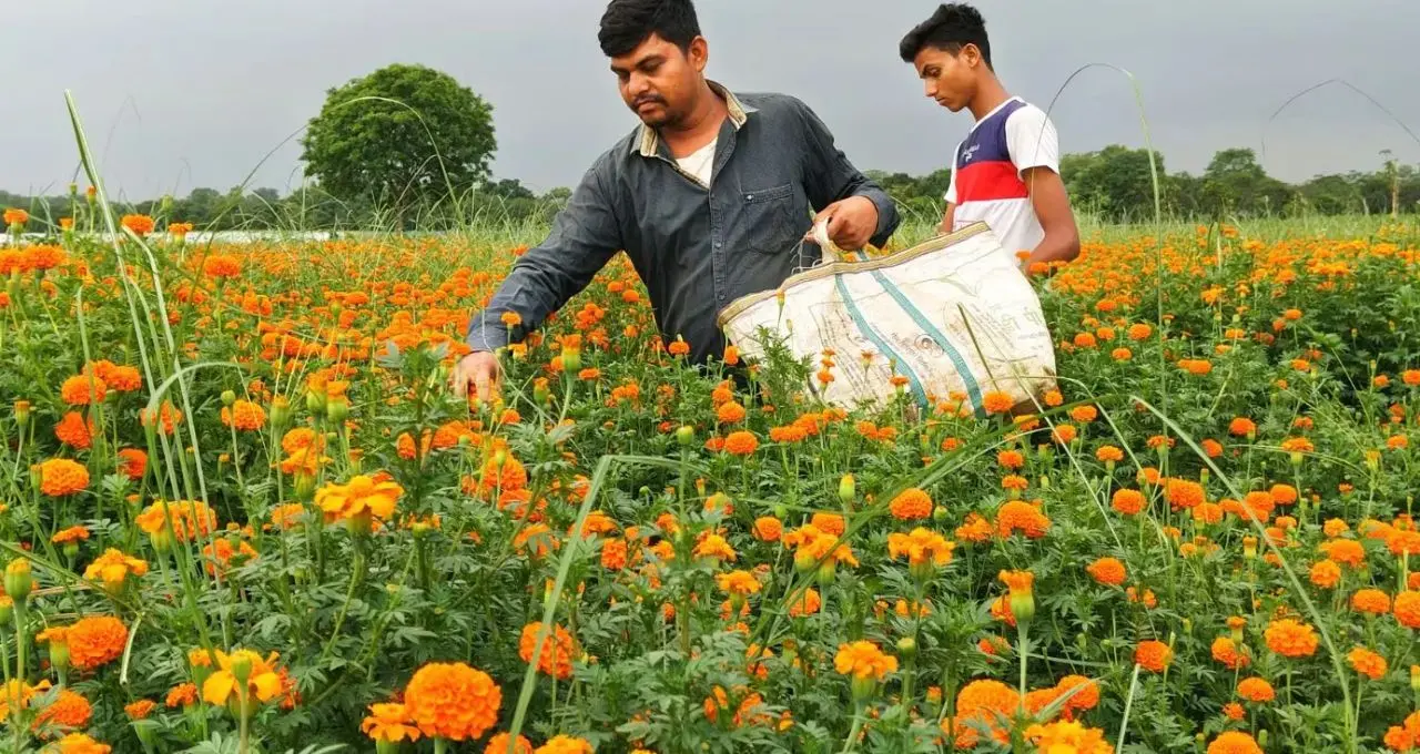 Marigold Farming: শীতের অপেক্ষা আর নয়! বিশেষ প্রজাতির গাঁদা চাষে সারা বছর ফুল, উত্তর ২৪ পরগনার চাষিদের মুখে হাসি
