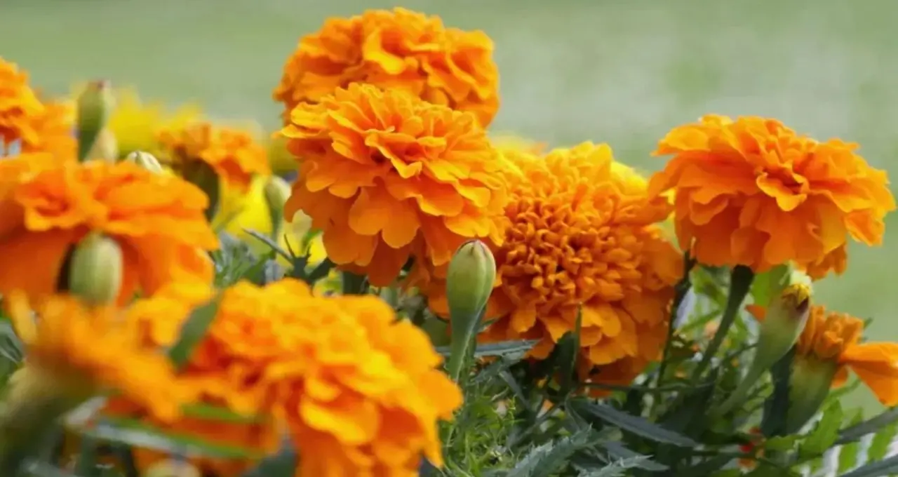Marigold Farming: শীতের অপেক্ষা আর নয়! বিশেষ প্রজাতির গাঁদা চাষে সারা বছর ফুল, উত্তর ২৪ পরগনার চাষিদের মুখে হাসি
