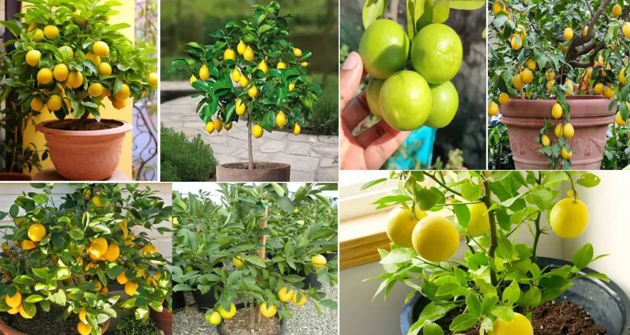 Lemon Growing Tips: লেবু গাছের ফুল ঝরে যাচ্ছে? ফিটকিরি-চা পাতা নয় শুধু, ফলন বাড়াতে চাই সঠিক যত্ন! টবে লেবু চাষের সহজ টিপস