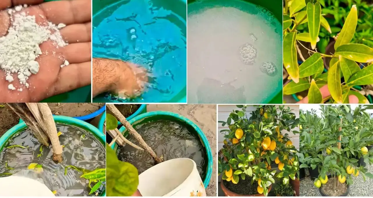 Lemon Growing Tips: লেবু গাছের ফুল ঝরে যাচ্ছে? ফিটকিরি-চা পাতা নয় শুধু, ফলন বাড়াতে চাই সঠিক যত্ন! টবে লেবু চাষের সহজ টিপস