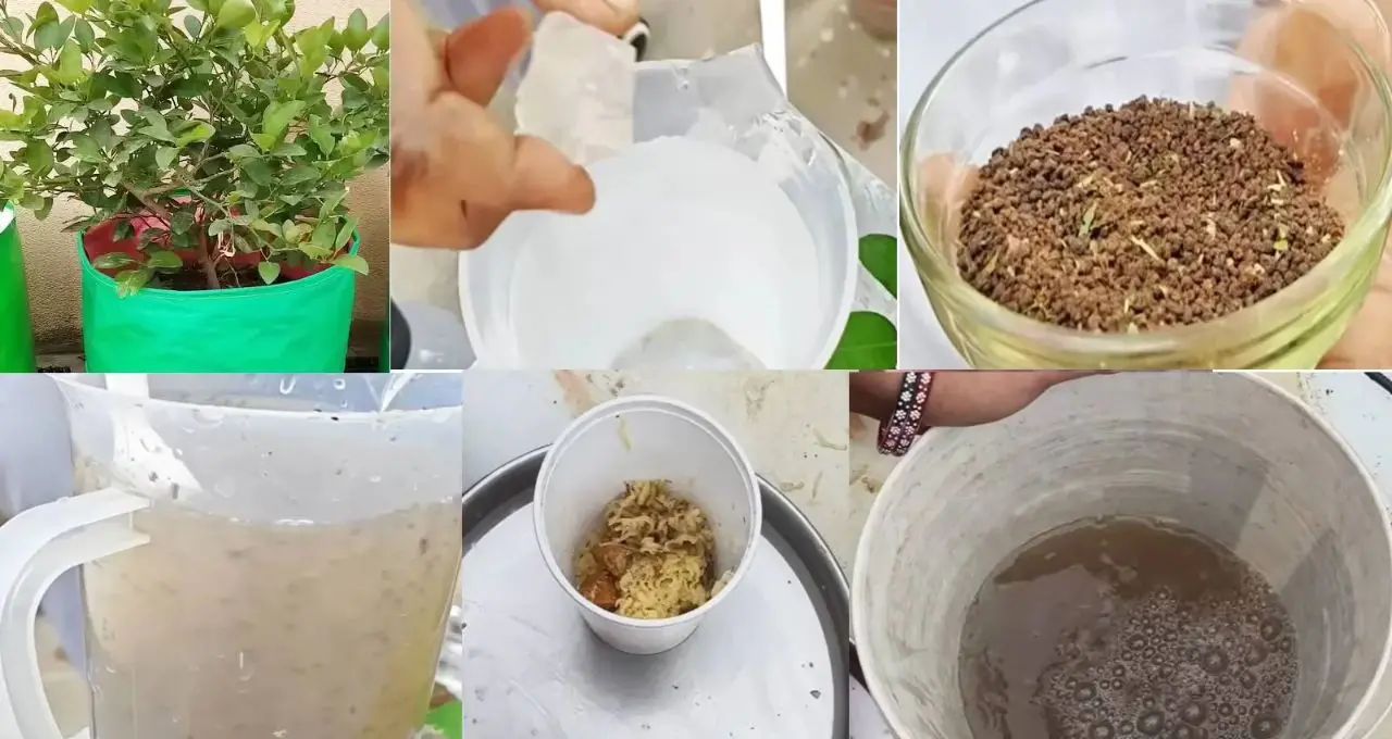 Lemon Growing Tips: লেবু গাছের ফুল ঝরে যাচ্ছে? ফিটকিরি-চা পাতা নয় শুধু, ফলন বাড়াতে চাই সঠিক যত্ন! টবে লেবু চাষের সহজ টিপস