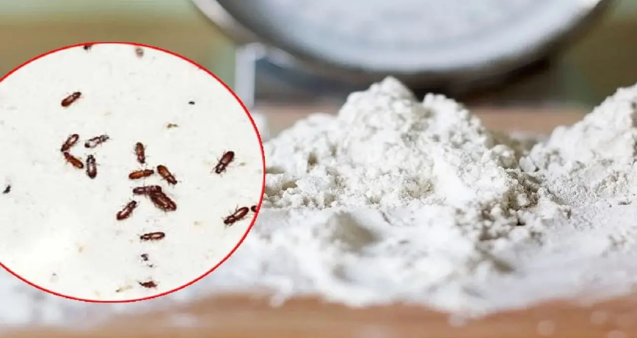 Atta Storage Tips: আটা কিনেই ডিব্বায় ভরছেন? পোকা আটকাতে আগে করুন এই সহজ কাজ, দীর্ঘদিন ভালো থাকবে আটা
