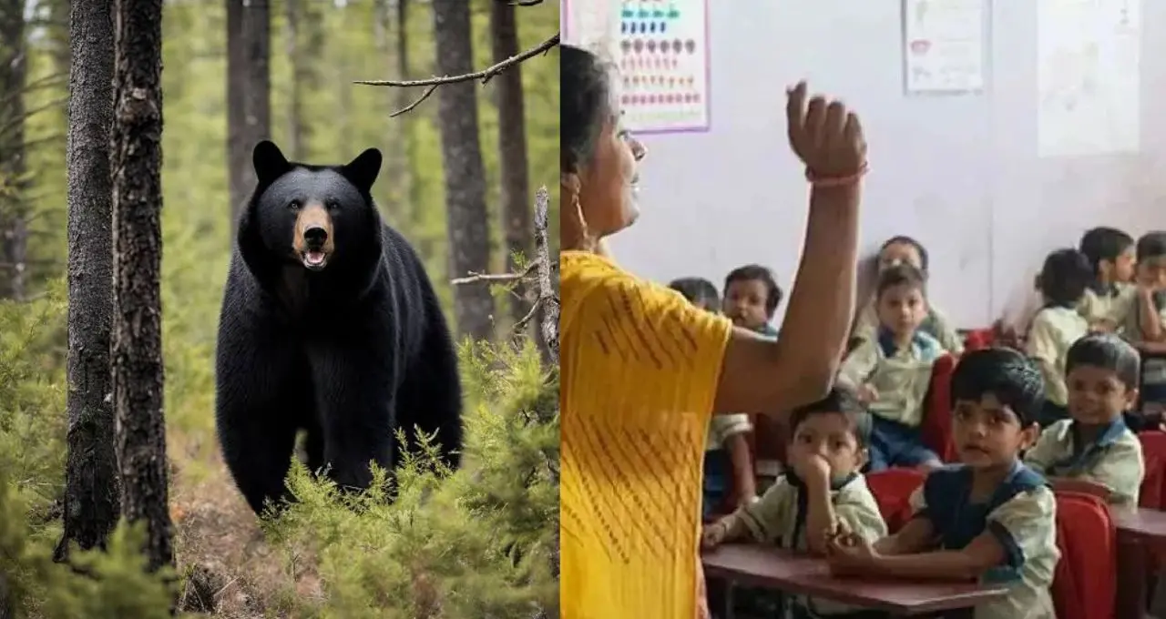 हिमाचल के चंबा में स्कूल जा रहे शिक्षक पर मादा भालू का हमला, हालत गंभीर, ग्रामीणों में दहशत