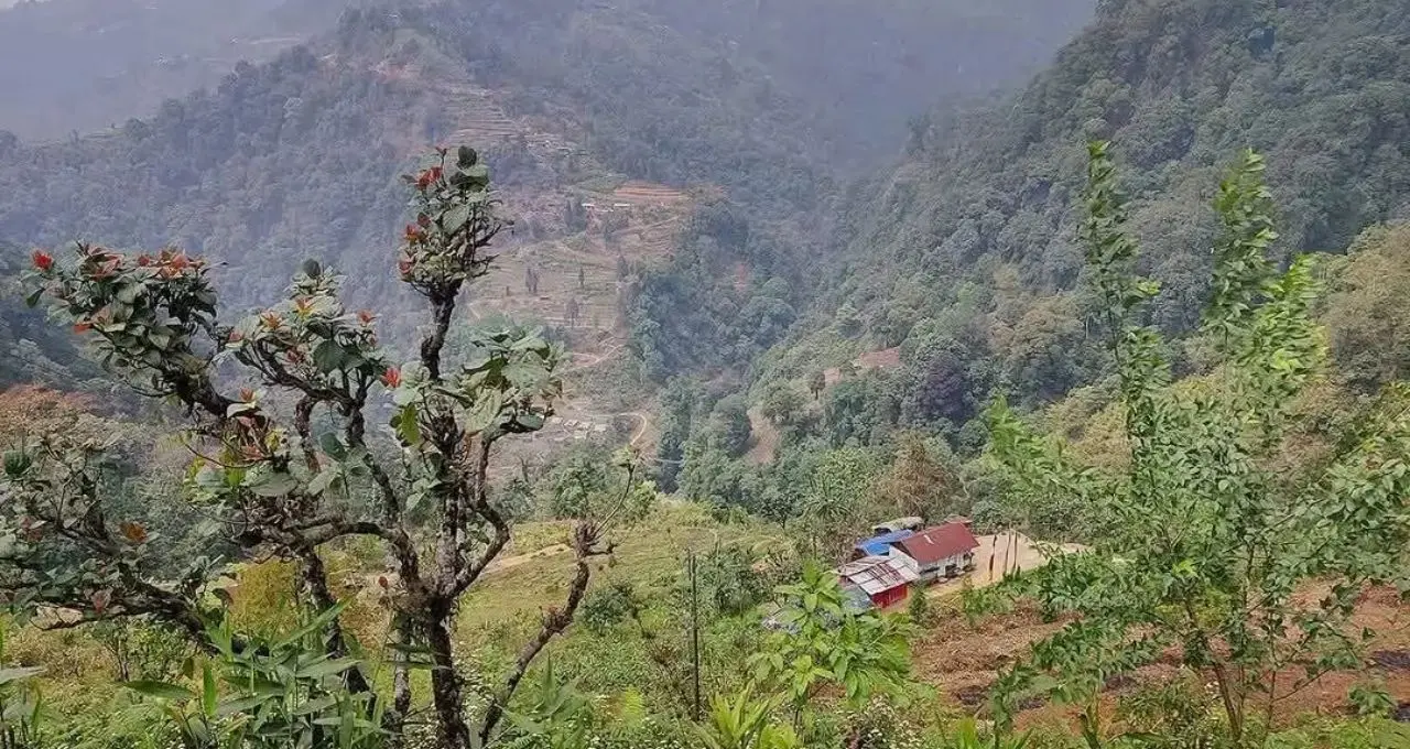Offbeat Hill Destination: দার্জিলিং-লাভার ভিড় এড়িয়ে ঘুরে আসুন কালিম্পংয়ের লুনসেল! চা-বাগান, সবুজ পাহাড় আর নির্জন প্রকৃতির মাঝে কাটবে স্বপ্নের ছুটি