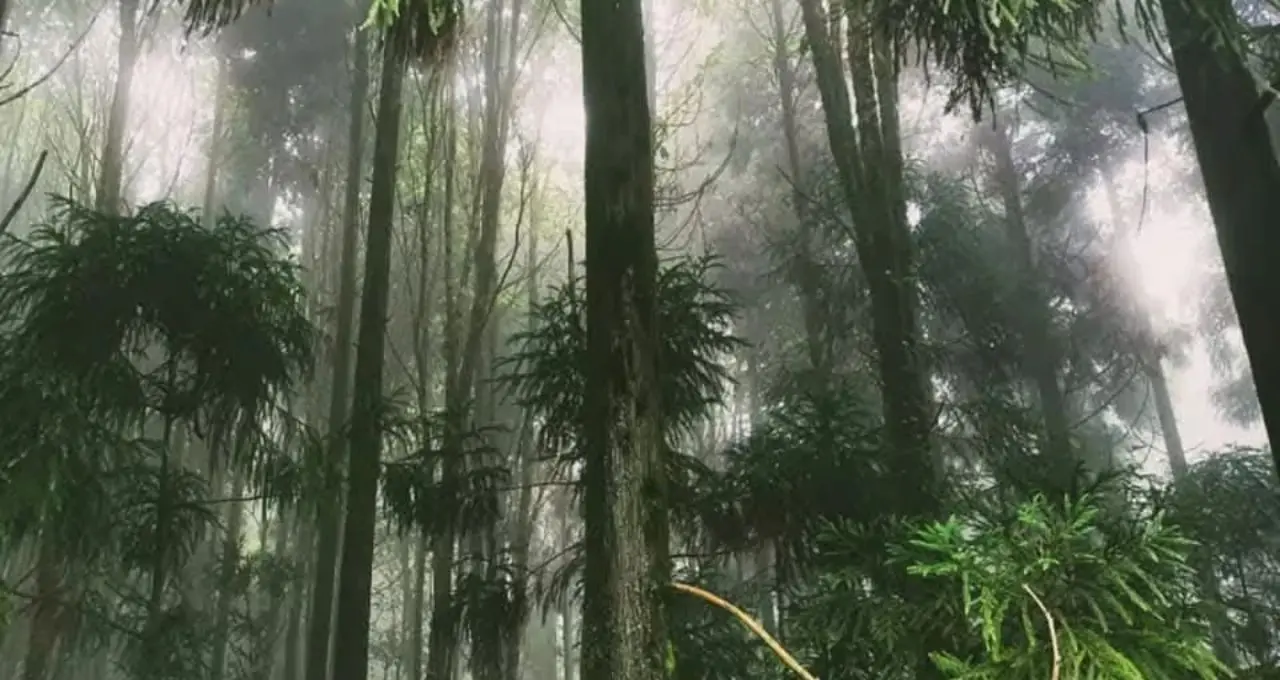 Offbeat Hill Destination: দার্জিলিং-লাভার ভিড় এড়িয়ে ঘুরে আসুন কালিম্পংয়ের লুনসেল! চা-বাগান, সবুজ পাহাড় আর নির্জন প্রকৃতির মাঝে কাটবে স্বপ্নের ছুটি