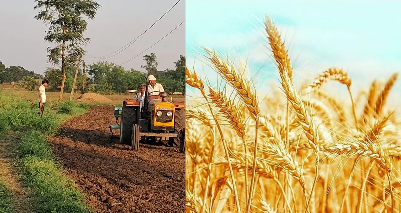हिमाचल में गेहूं की बिजाई से पहले खाद की किल्लत, 550 रुपये बढ़े दाम, किसानों को सताने लगी चिंता
