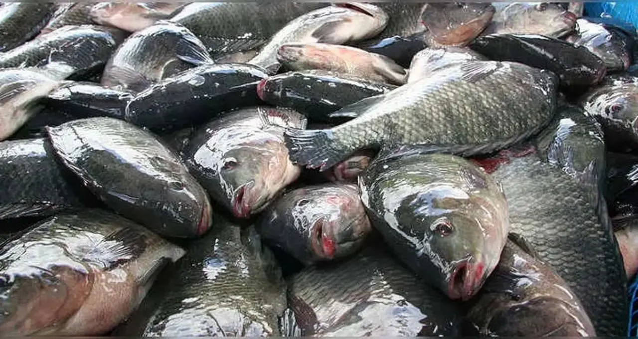 Trash Fish to Prevent Cancer Risk: ‘আবর্জনা মাছ’ বলেই অবহেলা? প্রোটিন ও ভিটামিন B12-এর উৎস তেলাপিয়া, তবে ক্যানসার রুখতে পারে কি?