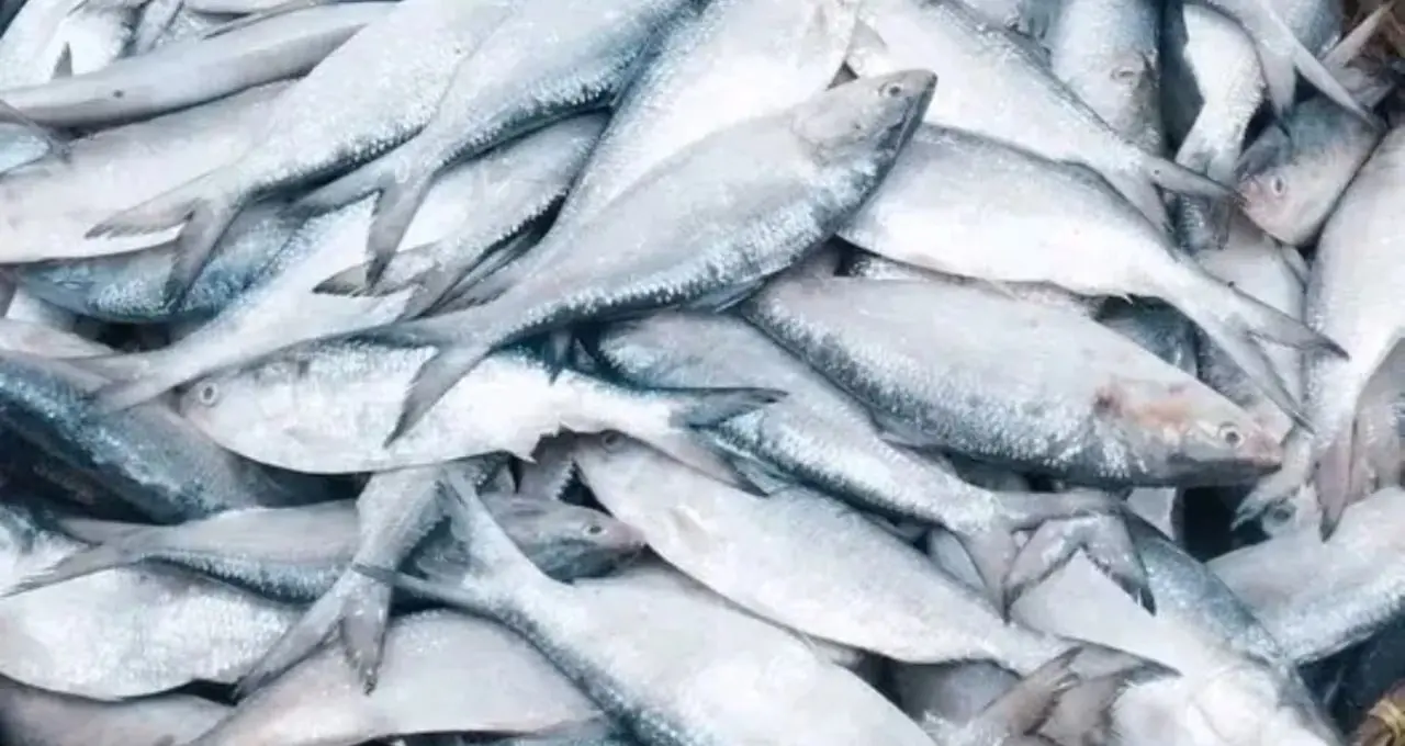 Ilish Fish Price: ইলিশ খাওয়ার শেষ সুযোগ! রাস পূর্ণিমা পর্যন্ত চলবে মাছ ধরা, কেজি প্রতি দাম কত? জানুন বাজারদর