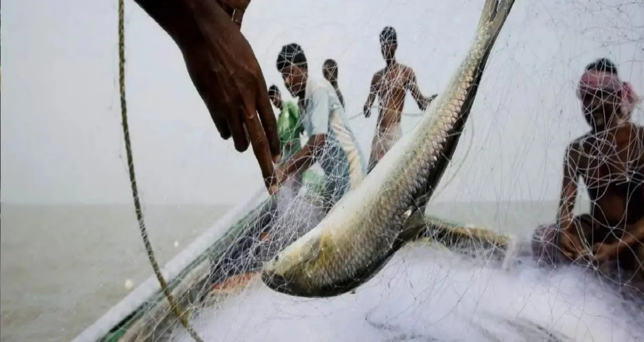Ilish Fish Price: ইলিশ খাওয়ার শেষ সুযোগ! রাস পূর্ণিমা পর্যন্ত চলবে মাছ ধরা, কেজি প্রতি দাম কত? জানুন বাজারদর