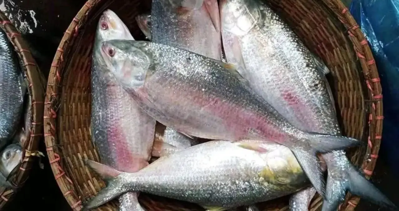 Ilish Fish Price: ইলিশ খাওয়ার শেষ সুযোগ! রাস পূর্ণিমা পর্যন্ত চলবে মাছ ধরা, কেজি প্রতি দাম কত? জানুন বাজারদর