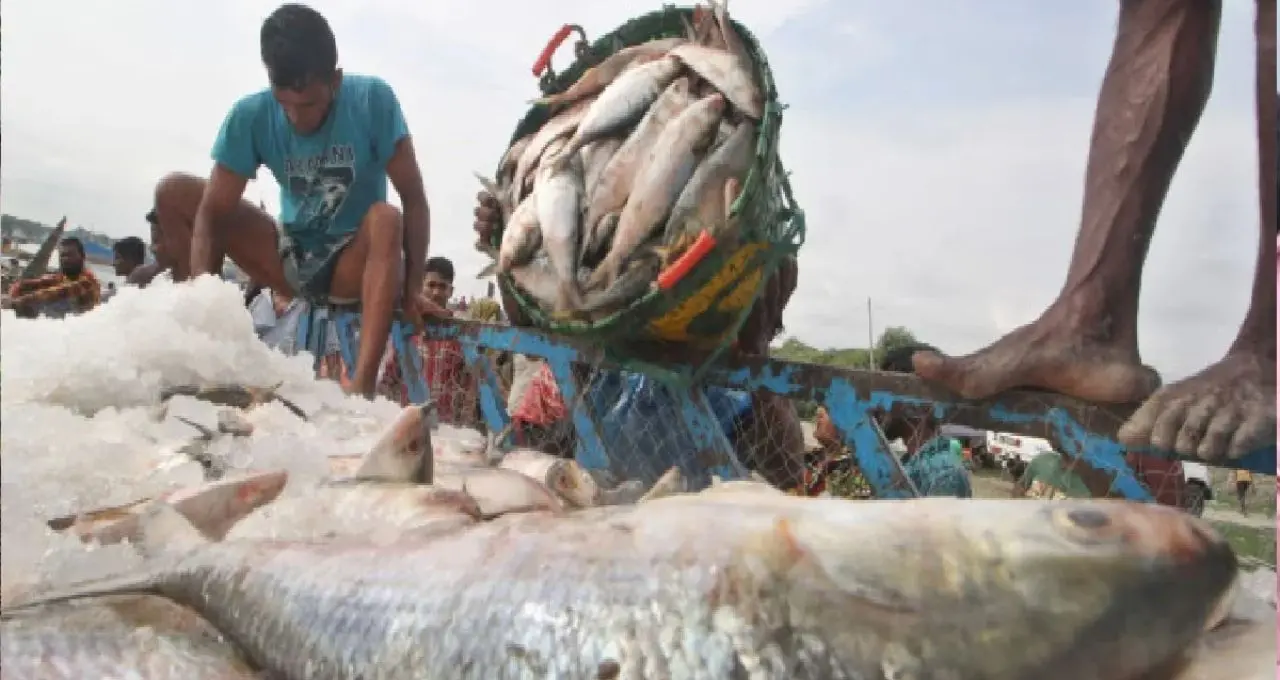 Ilish Fish Price: ইলিশ খাওয়ার শেষ সুযোগ! রাস পূর্ণিমা পর্যন্ত চলবে মাছ ধরা, কেজি প্রতি দাম কত? জানুন বাজারদর