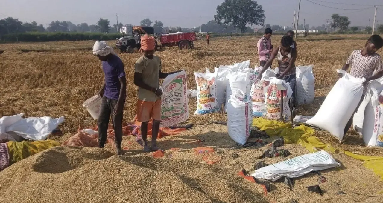 सोनीपत में बारिश से गेहूं की बिजाई को फायदा, मंडी में धान की खरीद और उठान प्रभावित
