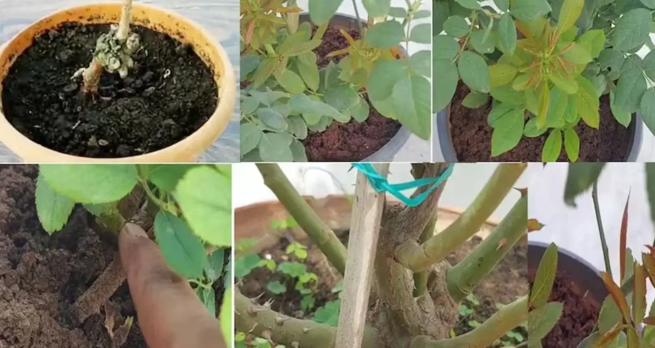 Rose Plant Care: শীতে গোলাপ গাছে ফুলের বাহার চান? গোড়ায় দিন অ্যালোভেরার রস, সঙ্গে মেনে চলুন এই ৭টি পরিচর্যার নিয়ম
