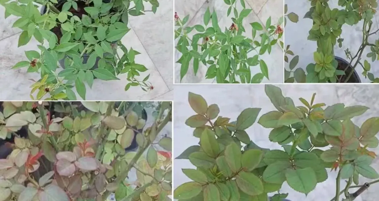 Rose Plant Care: শীতে গোলাপ গাছে ফুলের বাহার চান? গোড়ায় দিন অ্যালোভেরার রস, সঙ্গে মেনে চলুন এই ৭টি পরিচর্যার নিয়ম

