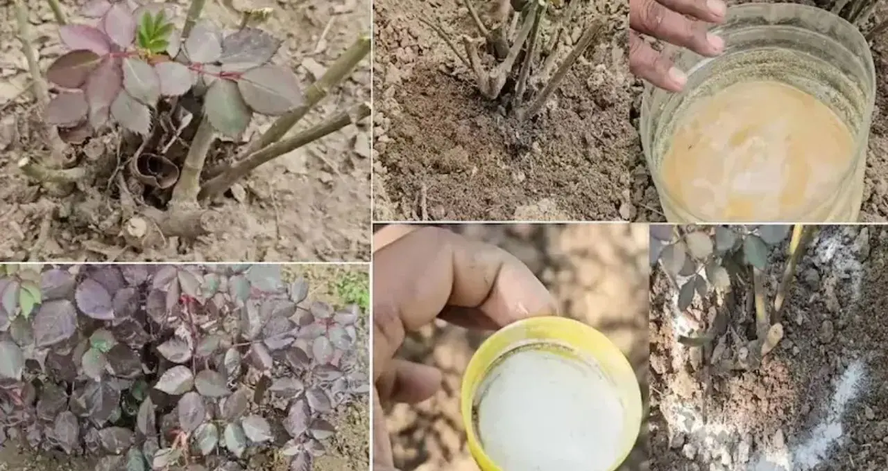 Rose Plant Care: শীতে গোলাপ গাছে ফুলের বাহার চান? গোড়ায় দিন অ্যালোভেরার রস, সঙ্গে মেনে চলুন এই ৭টি পরিচর্যার নিয়ম
