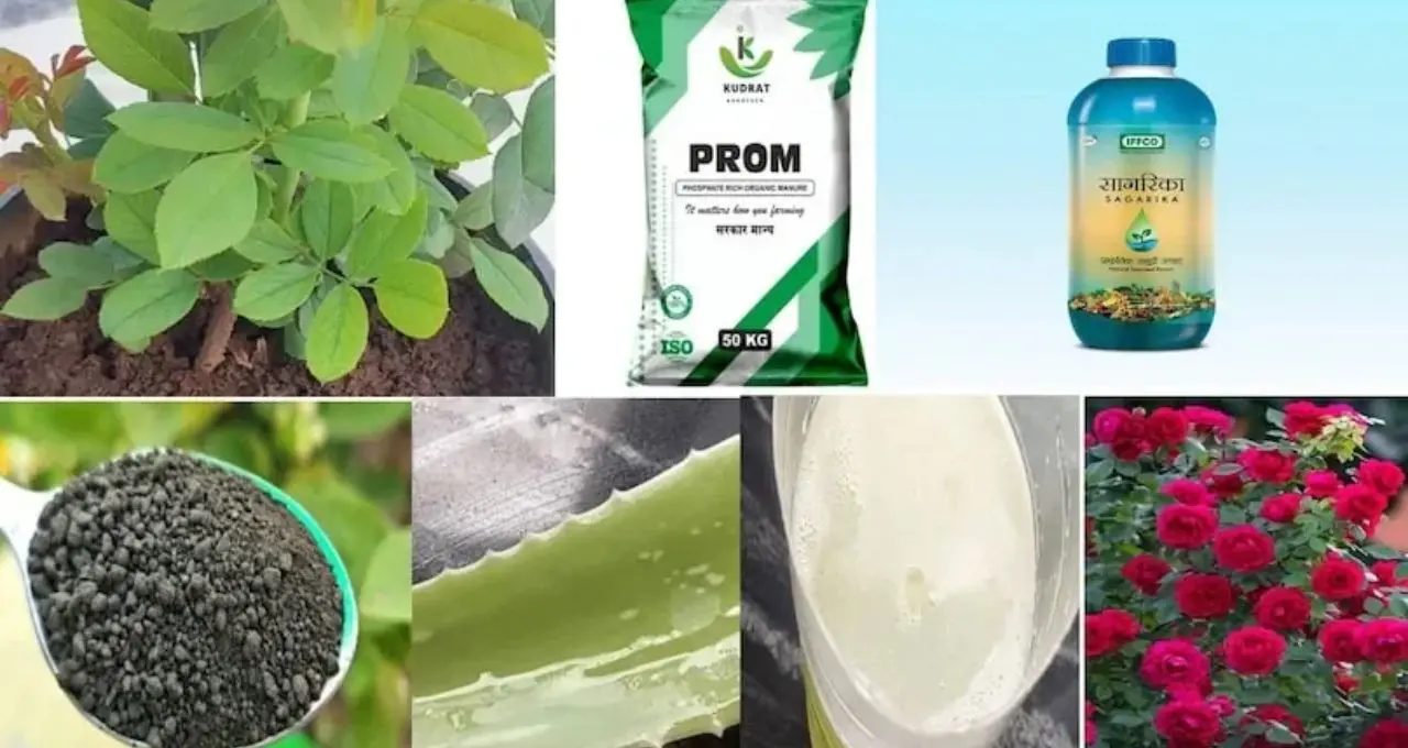 Rose Plant Care: শীতে গোলাপ গাছে ফুলের বাহার চান? গোড়ায় দিন অ্যালোভেরার রস, সঙ্গে মেনে চলুন এই ৭টি পরিচর্যার নিয়ম
