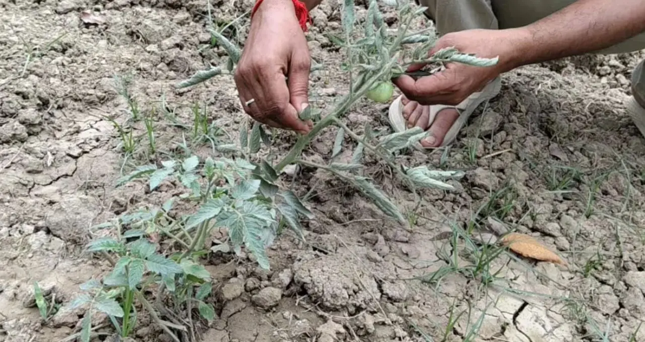 Tomato Farming Tips: দিনের বেলাতেই নুয়ে পড়ছে টম্যাটো গাছ? মারণ ব্যাকটেরিয়ার হাত থেকে ফসল বাঁচাতে কৃষি বিজ্ঞানীদের এই পরামর্শ মেনে চলুন

