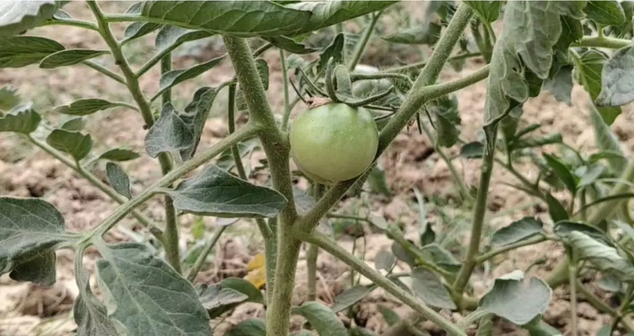 Tomato Farming Tips: দিনের বেলাতেই নুয়ে পড়ছে টম্যাটো গাছ? মারণ ব্যাকটেরিয়ার হাত থেকে ফসল বাঁচাতে কৃষি বিজ্ঞানীদের এই পরামর্শ মেনে চলুন
