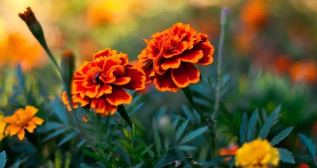 Marigold Gardening Tips: শীতের গাঁদা ফুলে ভরে উঠুক ছাদ-বাগান! টবের মাটিতে মেশান এই ৩ উপাদানের মধ্যে যে কোনও একটি, মানুন সঠিক নিয়ম