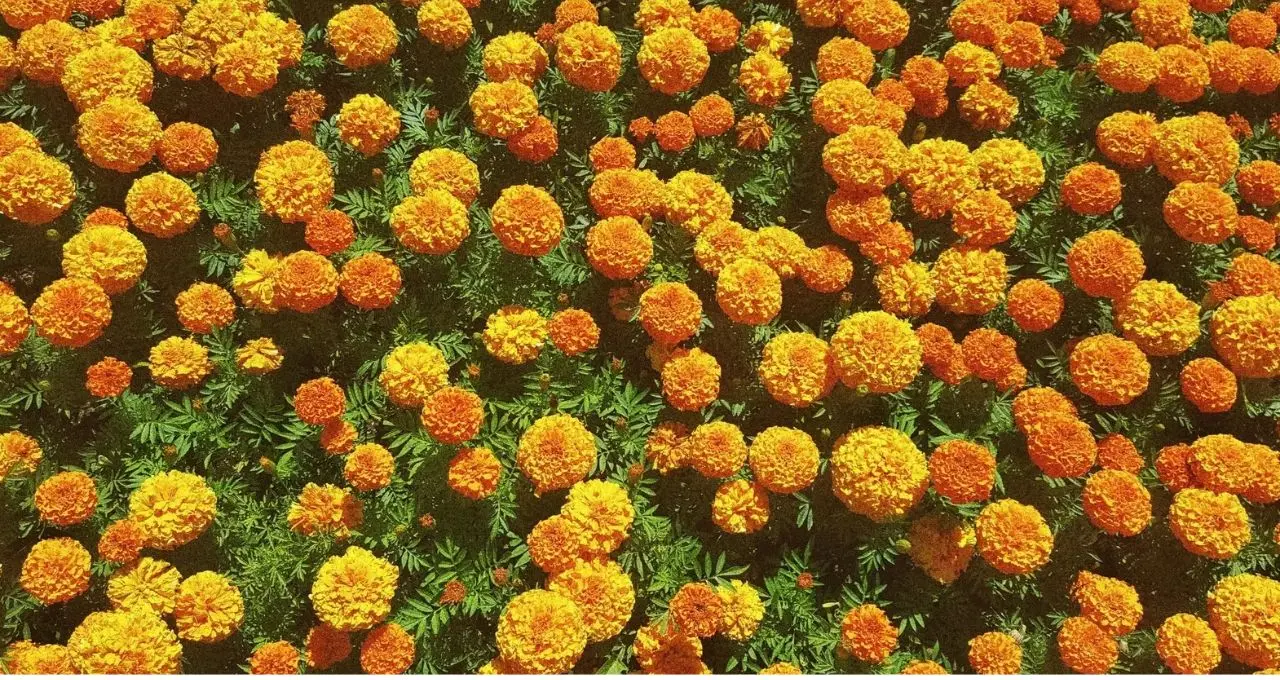 Marigold Gardening Tips: শীতের গাঁদা ফুলে ভরে উঠুক ছাদ-বাগান! টবের মাটিতে মেশান এই ৩ উপাদানের মধ্যে যে কোনও একটি, মানুন সঠিক নিয়ম